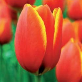 Tulipán Worlds Favourite 10ks