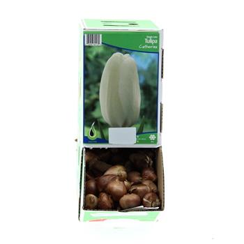 Tulipán Catherina 10ks