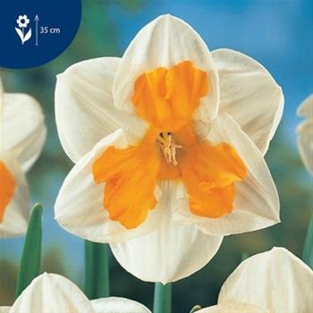 Narcis Tricollet 5ks