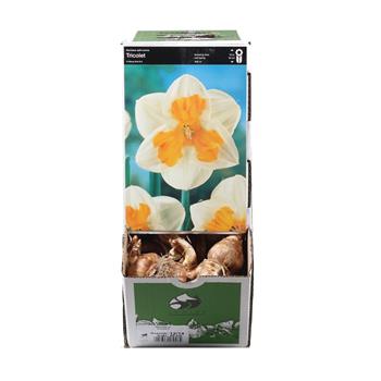 Narcis Tricollet 5ks