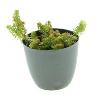 Rozchodník Winter Lemon květináč 12cm