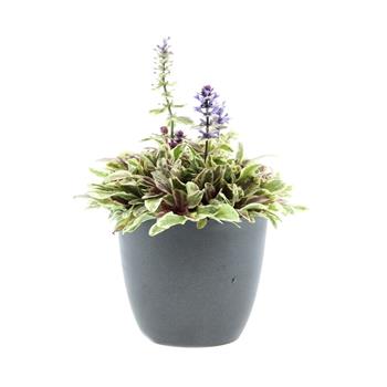 Zběhovec plazivý Princess Nadia květináč 12cm