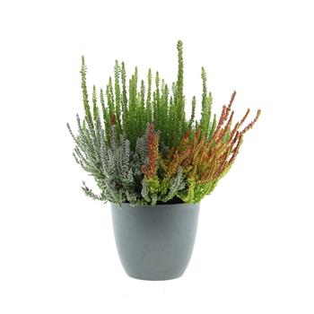 Vřes obecný Beauty Ladies Skyline Trio květináč 13cm