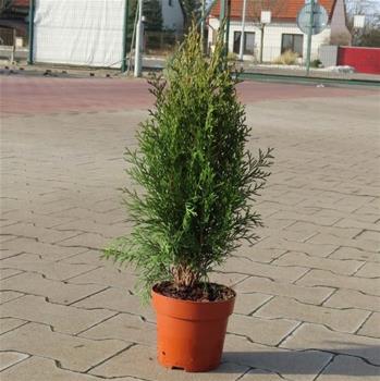 Zerav západní 'Smaragd' květináč 13cm, výška 20/30cm, keř