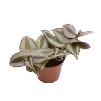 Voděnka Zebra květináč 6cm