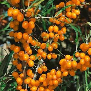 Rakytník řešetlákový Friesdorfer Orange květináč 2,5 litru, keř, SAMOSPRAŠNÝ