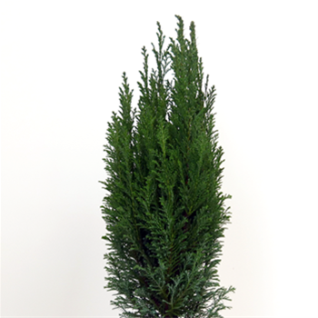 Cypřišek Lawsonův 'Ellwoodii' 5 litrů, 50/60cm