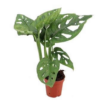 Monstera Monkey Leaf květináč 6cm