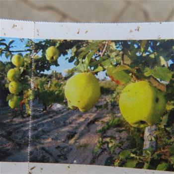Kdouloň Portugal květináč 7,5 litru, čtvrtkmen, SAMOSPRAŠNÁ
