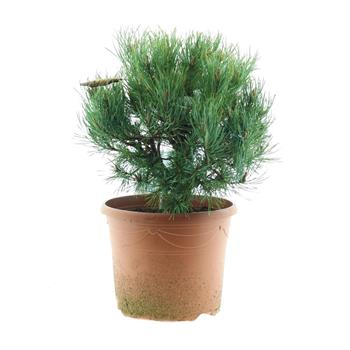 Borovice lesní Argentea Compacta výška 30/40cm, květináč 7,5 litru