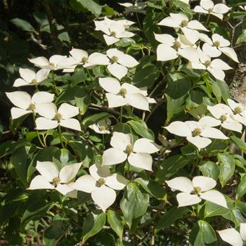 Dřín japonský Schmetterling květináč 35 litrů