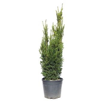 Tis prostřední Hillii výška 80/100cm, květináč 18 litrů