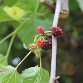 Morušovník bílý 'Pendula' obvod kmene 18/20, kmínek 1/2, 80 litrů