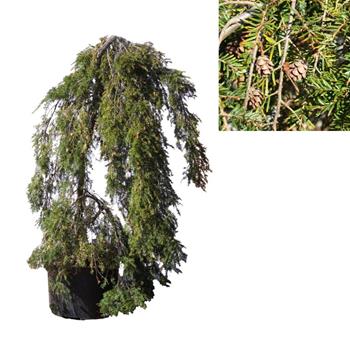 Jedlovec kanadský Pendula květináč 25 litrů, výška 100/125cm, stromek