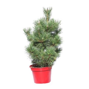 Borovice Thunbergova Maijima výška 50/60cm, květináč 10 litrů