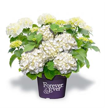 Hortenzie velkolistá Forever & Ever WHITE květináč 5 litrů výška 30/40cm, keř