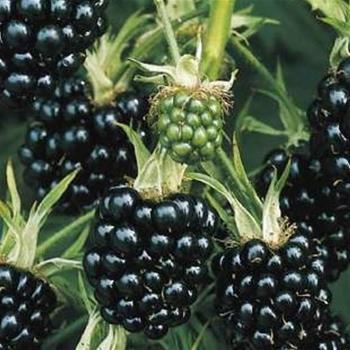 Ostružiník Thornless Evergreen květináč 5 litrů