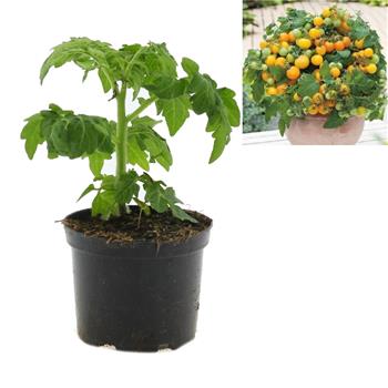 Rajče Primagold balkonové, neroubované, květináč 13cm