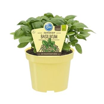 Bazalka velkolistá Genovese BIO květináč 12cm