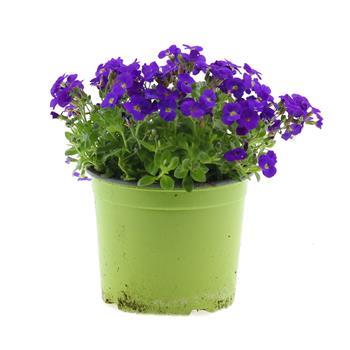 Tařička něžná Kitte® Blue 2 litry