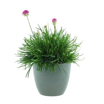 Trávnička přímořská mix, květináč 12cm