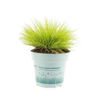 Kostřava medvědí AmiGold 10,5cm
