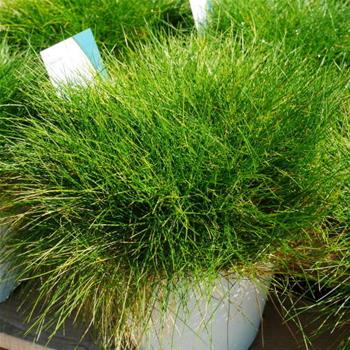Kostřava medvědí Ami Green 10,5cm