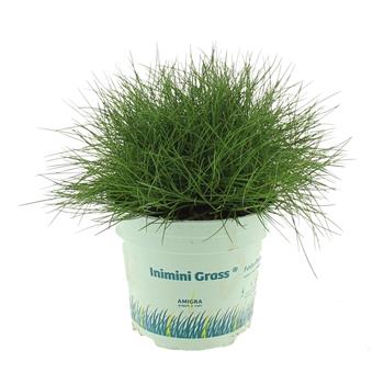 Kostřava medvědí Ami Green 10,5cm