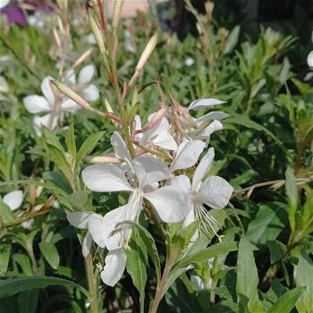 Svíčkovec Lindheimerův Gambit White květináč 9cm