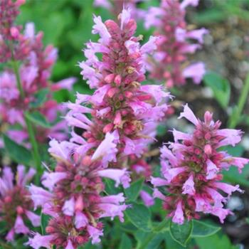 Agastache Blue Boa 3 litry