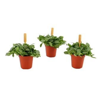 Fitónie Verschaffeltova MIX květináč 6cm