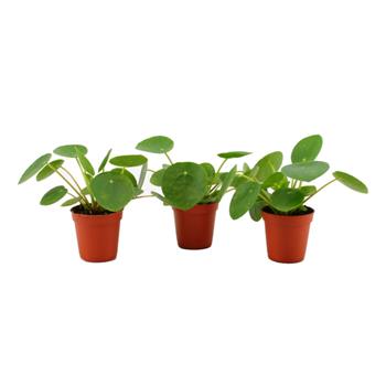 Pilea peřincová květináč 6cm