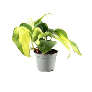 Filodendron Neon květináč 6cm