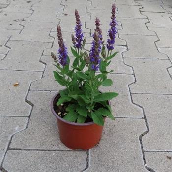 Šalvěj nádherná Ostfriesland květináč 12cm