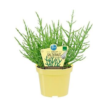 Slanorožec BIO květináč 12cm