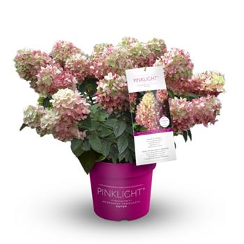 Hortenzie latnatá Pinklight 6 litrů, keř
