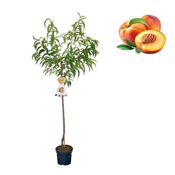 Nektarinka Flavortop kmínek 100cm, květináč 7,5 litru