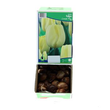 Tulipán Creme Flag 10ks