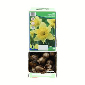 Narcis Rijnvelds Early Sensation 5ks