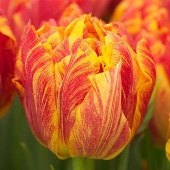 Tulipán Monte Flame 10ks