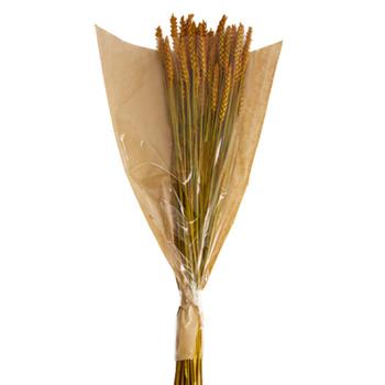 Sušina pšenice barvená terakota 70cm