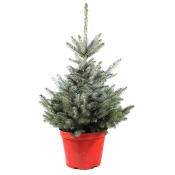Smrk pichlavý Super Blue Seedling výška 60/80cm, květináč 10 litrů