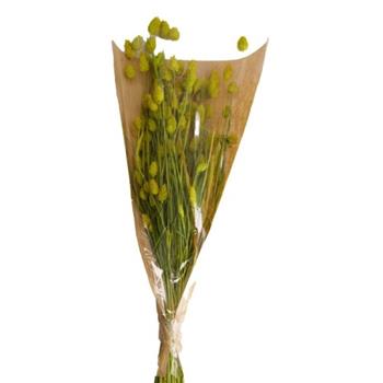 Sušina Lesknice Chrastice barvená žlutá 76cm