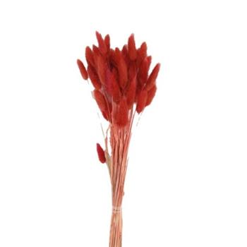 Sušina Zaječí ocásek barvený terakota 50cm