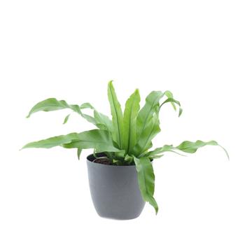 Sleziník mix květináč 12cm