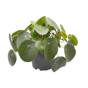 Pilea peřincová květináč 15cm