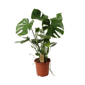 Monstera deliciosa P21