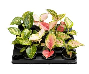 Aglaonema mix, květináč 6cm