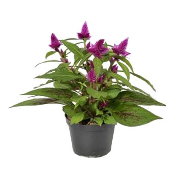 Nevadlec Venezuela květináč 9cm