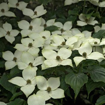 Cornus kousa 'Teutonia' výška 125/150cm, květináč 18 litrů